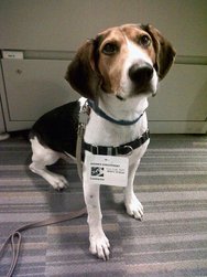 Beagle dog training